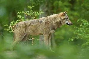 European Gray Wolf Habitat Drucke: A wolf standing sideways in a dense forest
