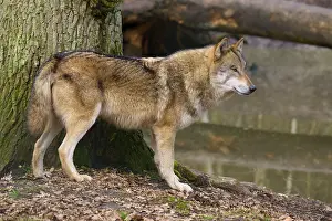 Wolf In Forest Drucke: A wolf standing next to a tree in the forest