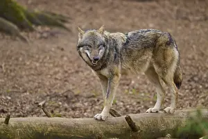 Central Europe Nature Scenery Drucke: Wolf standing on a tree trunk in the forest and watching
