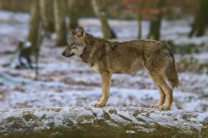 Snowy Forest Scene Drucke: A wolf standing alone on a tree trunk in a snow-covered forest
