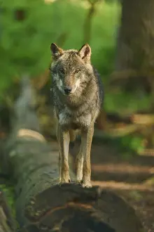 Serene Forest Landscape Drucke: Wolf standing on a tree trunk, surrounded by sunlight
