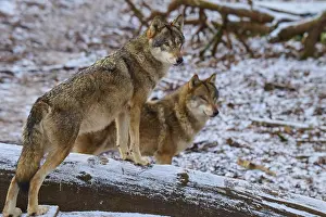 Winter Wildlife Scene Germany Drucke: A wolf standing on a tree trunk with another wolf in the snowy background