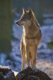 Gray Wolf Drucke: A wolf stands alert on a tree stump