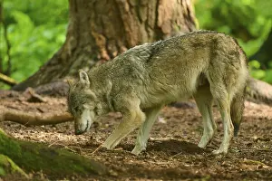 European Gray Wolf Habitat Drucke: A wolf stands in the forest and sniffs the ground curiously