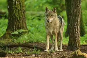 German Nature Landscape Drucke: A wolf stands in a green forest between several trees