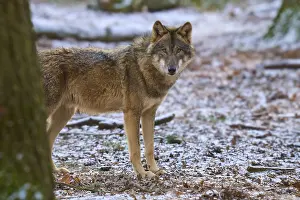 Canis Lupus Habitat Drucke: A wolf stands in a snowy forest