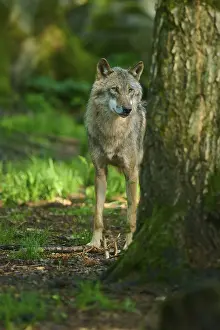 Springtime Nature Scenery Drucke: A wolf stands behind a tree in a light forest