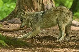 Wolf In Forest Drucke: A wolf stretches and digs in the forest