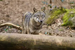Predator Animal Europe Drucke: Wolf behind a tree trunk in the forest