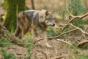 Predator In Nature Drucke: Wolf walking carefully through the forest