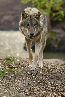 Wildlife In The Woods Drucke: Wolf walking directly towards the camera