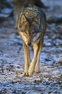 European Wolf Habitat Drucke: A wolf walking on a snow-covered forest path