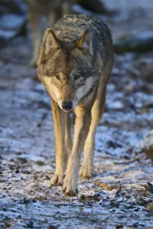 Predator Animal Photo Drucke: A wolf walking along a snow-covered path in the forest
