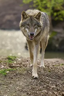 Wolf Photography Drucke: Wolf walks purposefully towards the camera
