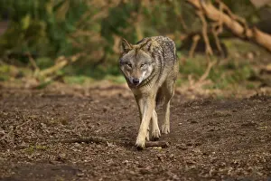 Wolf In Forest Drucke: A wolf walks quietly through the forest