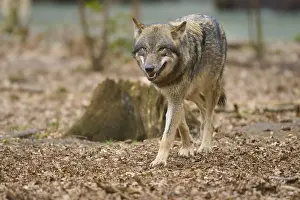 European Gray Wolf Habitat Drucke: A wolf walks relaxed through the forest