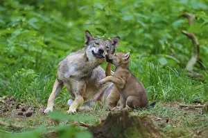 Wolf Cub In Forest Drucke: A wolf and a wolf cub cuddle up in a green forest