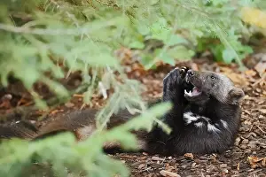 Drucke von Wölfe oder Bärsmartin (Gulo gulo), Fütterung, in Gefangenschaft, Deutschland Vielfraß Drucke: Wölfin oder Bärsmartin (Gulo gulo)