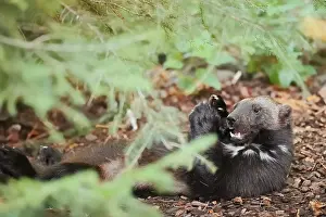 Drucke von Wölfer oder Bärsmartin (Gulo gulo), Fütterung, Gefangenschaft, Deutschland Vielfraß Drucke: Wölfin oder Bärenmarder (Gulo gulo)