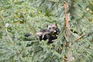Drucke von Wölfin oder Bärenmarder (Gulo gulo) sitzt mit Beute in einem Baum, gefangen, Deutschland Vielfraß Drucke: Wölfin oder Bärenmarder (Gulo gulo) sitzt mit Beute in einem Baum.