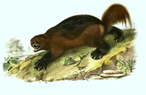 Historic Animal Prints Drucke: Wolverine (Gulo gulo), Histoic