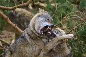 Central Europe Fauna Images Drucke: Two wolves fighting aggressively in the forest with visible teeth