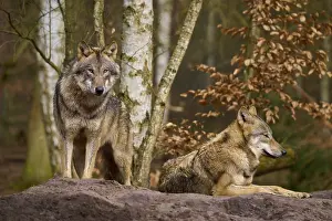 Gray Wolf Habitat Drucke: Wolves in the forest on a hill