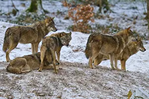 Predator Animal Photography Drucke: Five wolves on a hill surrounded by a wintry landscape