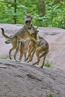 Canis Lupus Habitat Photos Drucke: Wolves interacting energetically on sandy ground in the forest