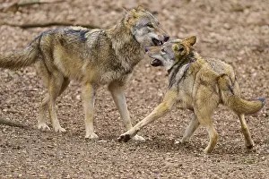 Predator Animal Behavior Drucke: Two wolves interacting in the forest with snouts pointing at each other