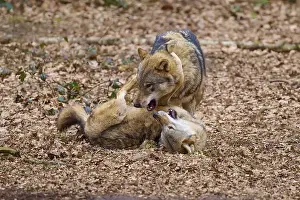 Canis Lupus Behavior Drucke: Two wolves interacting on the ground full of leaves