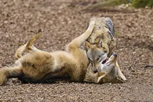 Predator Mammal Europe Drucke: Two wolves interacting playfully on brown ground