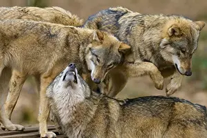 Central Europe Wild Animals Drucke: Three wolves interacting and playing