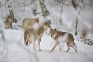 German Wolf Habitat Drucke: Two wolves interacting in the snow