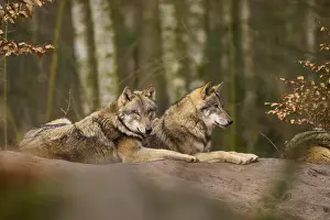Wolf In Forest Drucke: Two wolves lying close together on a hill in the forest