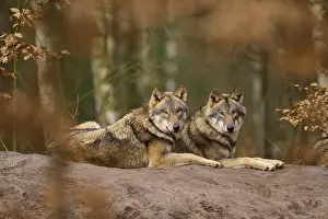 Wolves In Forest Drucke: Two wolves lying next to each other in the forest