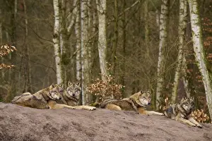 Predator Animal Photo Drucke: Four wolves lying on a mound of earth