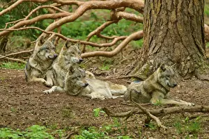 Central Europe Wildlife Drucke: Four wolves lying relaxed on the ground in the forest