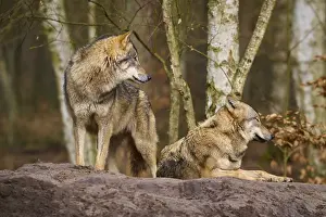 Wolf In Forest Landscape Drucke: Two wolves on a mound in the forest