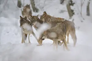 Predator Animal Germany Drucke: Several wolves moving in the snow