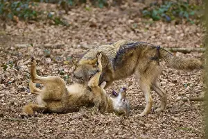 Wolf In Forest Drucke: Two wolves playing in the foliage of a forest