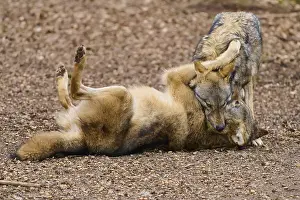 Central Europe Wild Animals Drucke: Two wolves playing playfully on brown ground