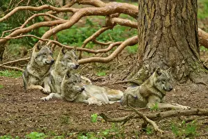 Wolves In Forest Drucke: Four wolves resting together in the forest