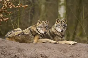 Predator Animal Germany Drucke: Two wolves resting next to each other on a hill in the forest