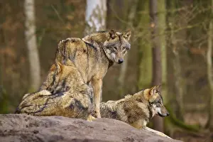 Wolves In Forest Drucke: Three wolves resting on a hill in the forest
