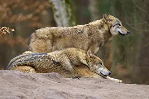 European Wild Animal Drucke: Two wolves on a rock, one lying and the other standing