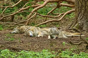 Predator Animal Nature Drucke: Three wolves sleeping peacefully under branches in the forest