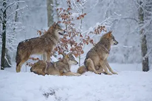 Winter Wolf Drucke: Three wolves in the snowy forest