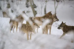 European Gray Wolves Drucke: Six wolves, together in the snowy forest