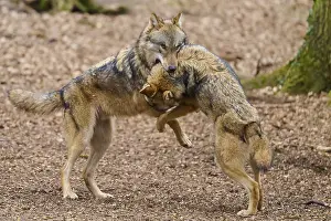 European Wildlife Scene Drucke: Two wolves stand close to each other in the forest